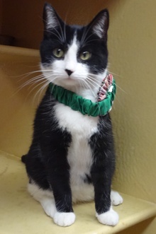 [picture of Bongo, a Domestic Medium Hair tuxedo cat]