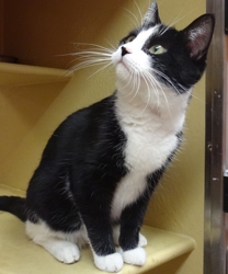 [picture of Bongo, a Domestic Medium Hair tuxedo cat]