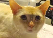 [another picture of Eggnog, a Siamese/Domestic Short Hair-x Flame point\ cat] 