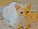 [picture of Eggnog, a Siamese/Domestic Short Hair-x Flame point cat]