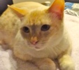 [picture of Butter Rum, a Siamese/Domestic Short Hair-x Flame point cat]