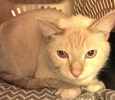 [picture of Butter Rum, a Siamese/Domestic Short Hair-x Flame point cat]