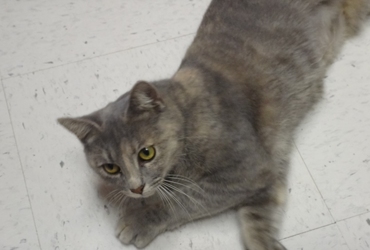 [picture of Tinkerbell, a Domestic Short Hair blue cream cat]