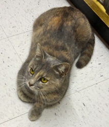 [picture of Tinkerbell, a Domestic Short Hair blue cream cat]