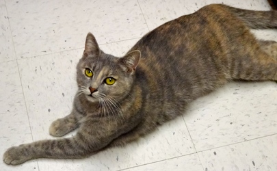 [picture of Tinkerbell, a Domestic Short Hair blue cream cat]