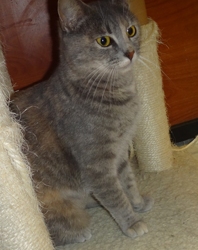 [picture of Tinkerbell, a Domestic Short Hair blue cream cat]