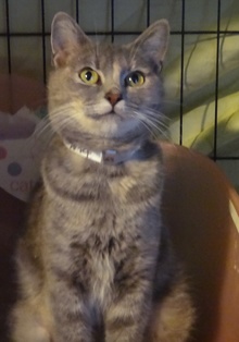 [picture of Tinkerbell, a Domestic Short Hair blue cream cat]