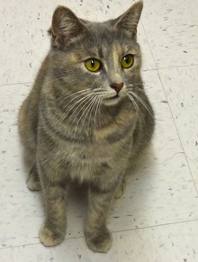 [picture of Tinkerbell, a Domestic Short Hair blue cream cat]