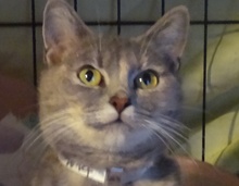 [picture of Tinkerbell, a Domestic Short Hair blue cream\ cat] 