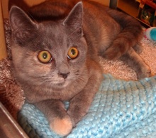 [another picture of Twinkle, a Domestic Medium Hair blue cream\ cat] 