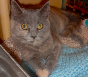 [picture of Twinkle, a Domestic Medium Hair blue cream cat]