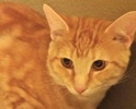 [picture of Thor, a Domestic Short Hair orange swirl tabby cat]