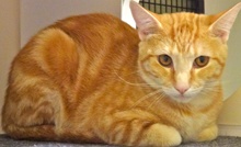 [picture of Thor, a Domestic Short Hair orange swirl tabby cat]