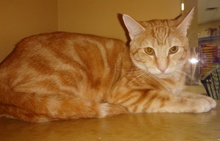 [picture of Thor, a Domestic Short Hair orange swirl tabby cat]