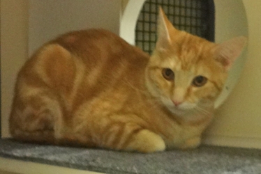 [picture of Thor, a Domestic Short Hair orange swirl tabby cat]