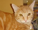 [picture of Thor, a Domestic Short Hair orange swirl tabby cat]