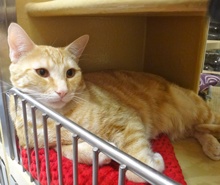 [picture of Thor, a Domestic Short Hair orange swirl tabby cat]