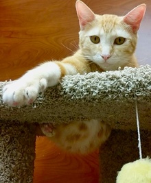 [another picture of Thor, a Domestic Short Hair orange swirl tabby\ cat] 