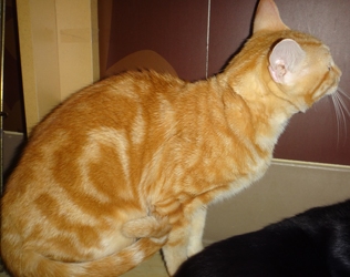 [picture of Thor, a Domestic Short Hair orange swirl tabby cat]