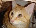 [picture of Thor, a Domestic Short Hair orange swirl tabby cat]