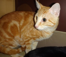 [picture of Thor, a Domestic Short Hair orange swirl tabby cat]