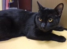 [another picture of Loki, a Domestic Short Hair black\ cat] 