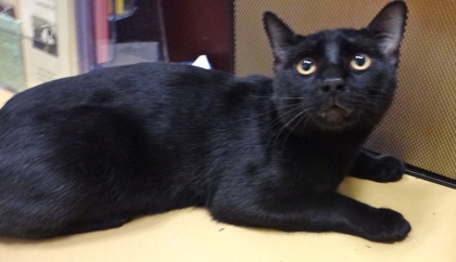 [picture of Loki, a Domestic Short Hair black cat]