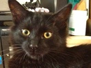 [picture of Loki, a Domestic Short Hair black cat]