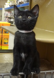 [another picture of Minnie, a Domestic Short Hair black\ cat] 