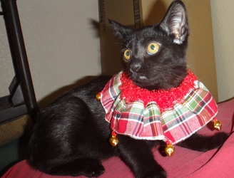 [picture of Minnie, a Domestic Short Hair black cat]