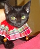 [picture of Minnie, a Domestic Short Hair black cat]