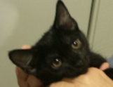 [picture of Minnie, a Domestic Short Hair black cat]