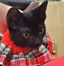 [picture of Minnie, a Domestic Short Hair black cat]