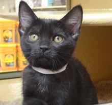 [picture of Minnie, a Domestic Short Hair black\ cat] 