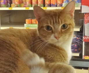 [picture of Luke, a Domestic Short Hair orange tabby with white cat]