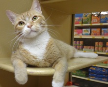 [another picture of Luke, a Domestic Short Hair orange tabby with white\ cat] 