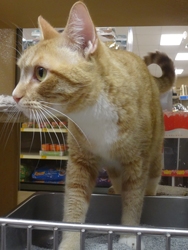 [picture of Luke, a Domestic Short Hair orange tabby with white cat]