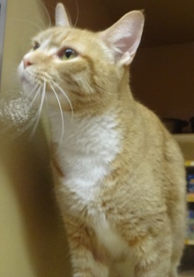 [picture of Luke, a Domestic Short Hair orange tabby with white cat]