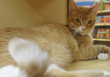 [picture of Luke, a Domestic Short Hair orange tabby with white cat]