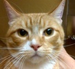 [picture of Luke, a Domestic Short Hair orange tabby with white cat]