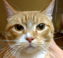 [picture of Luke, a Domestic Short Hair orange tabby with white\ cat] 