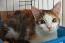 [another picture of Margarita, a Domestic Short Hair calico\ cat] 