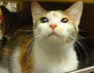 [picture of Margarita, a Domestic Short Hair calico cat]