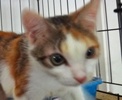 [picture of Margarita, a Domestic Short Hair calico cat]