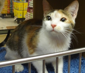 [picture of Margarita, a Domestic Short Hair calico cat]