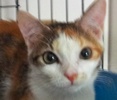 [picture of Margarita, a Domestic Short Hair calico cat]