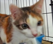 [picture of Margarita, a Domestic Short Hair calico\ cat] 