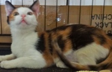 [another picture of Ameretto, a Domestic Short Hair calico\ cat] 