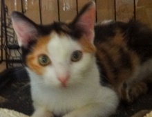 [picture of Ameretto, a Domestic Short Hair calico\ cat] 