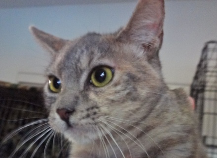 [picture of Stoli, a Domestic Short Hair silver torbie\ cat] 